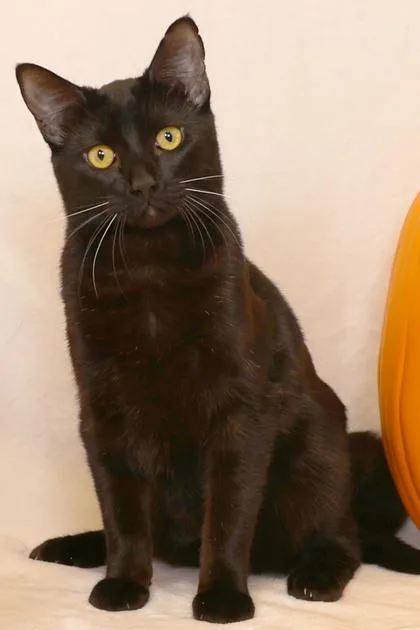 Maverick thumbnail 2