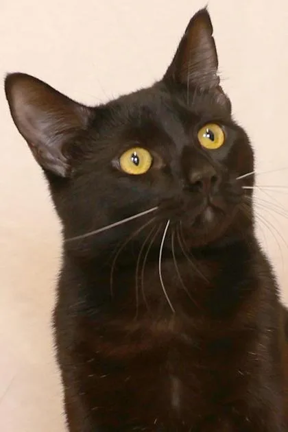 Maverick thumbnail 3