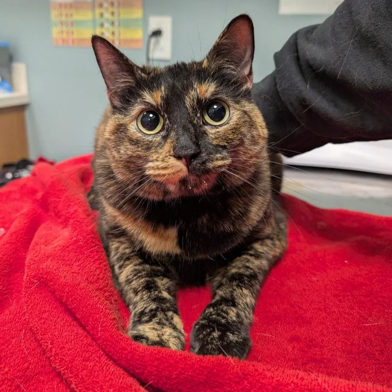 An adult medium-sized female Domestic Short Hair cat named Suki for adoption in New Castle, DE