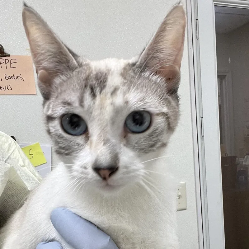 A young medium-sized female Siamese cat named Marie for adoption in Pekin, IL