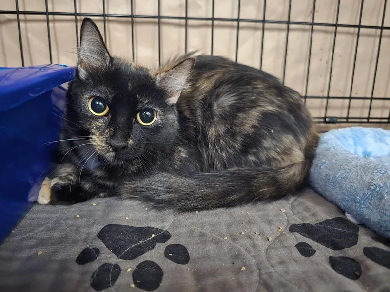 A young medium-sized female Tortoiseshell cat named Bitsy for adoption in Mira Loma, CA