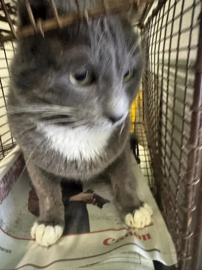 An adult large-sized male Domestic Short Hair cat named Sox for adoption in Los Angeles, CA