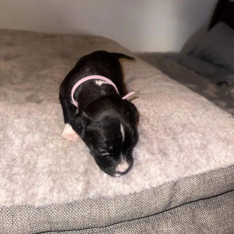 A baby large-sized female White / Cream Pit Bull Terrier dog named Lulu for adoption in Tacoma, WA