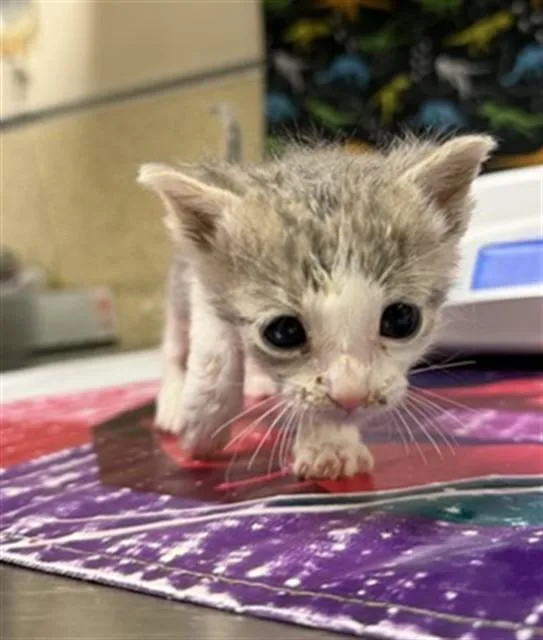 A baby small-sized male Domestic Short Hair cat named A for adoption in Riverside, CA