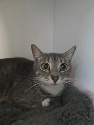 An adult medium-sized female Domestic Short Hair cat named Little Debbie for adoption in Savannah, GA