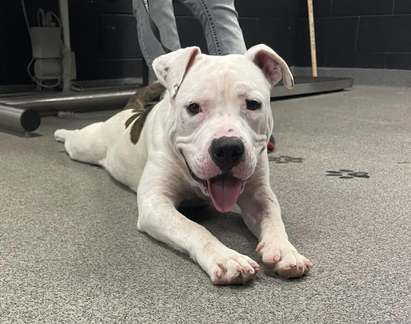 A young large-sized male Pit Bull Terrier dog named Dopey for adoption in Fremont, OH