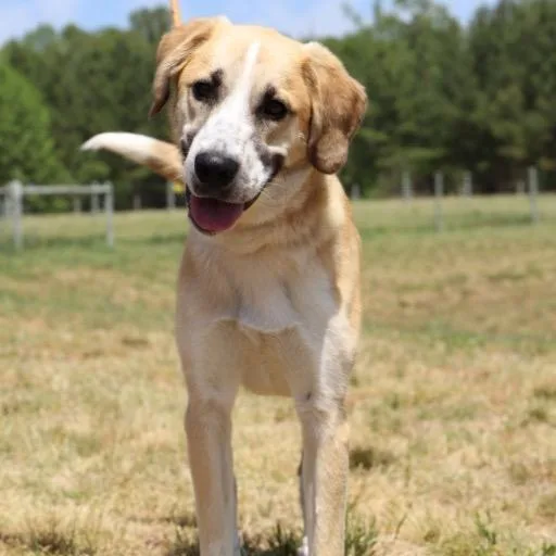 An adult large-sized male Yellow / Tan / Blond / Fawn Anatolian Shepherd dog named Percy Jackson for adoption in Aldie, VA