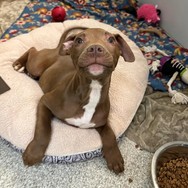 A baby medium-sized female Brown / Chocolate Mixed Breed dog named Lady Bug for adoption in Washington Township, OH
