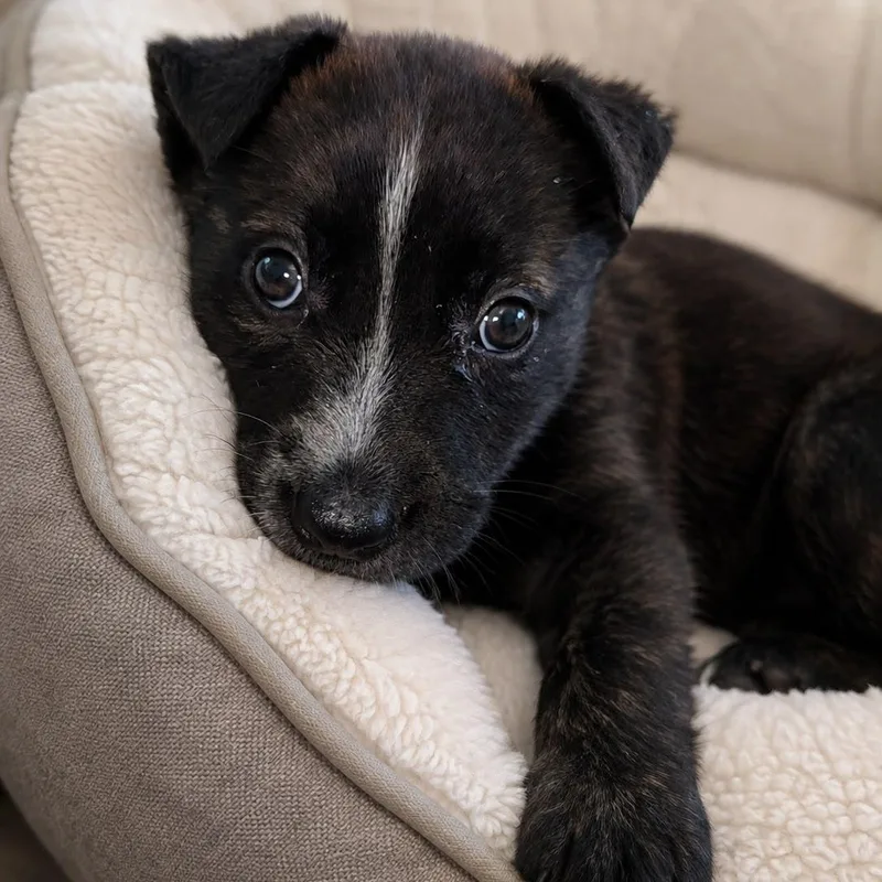 A baby medium-sized female Brindle Shepherd dog named Maple for adoption in Houston, TX