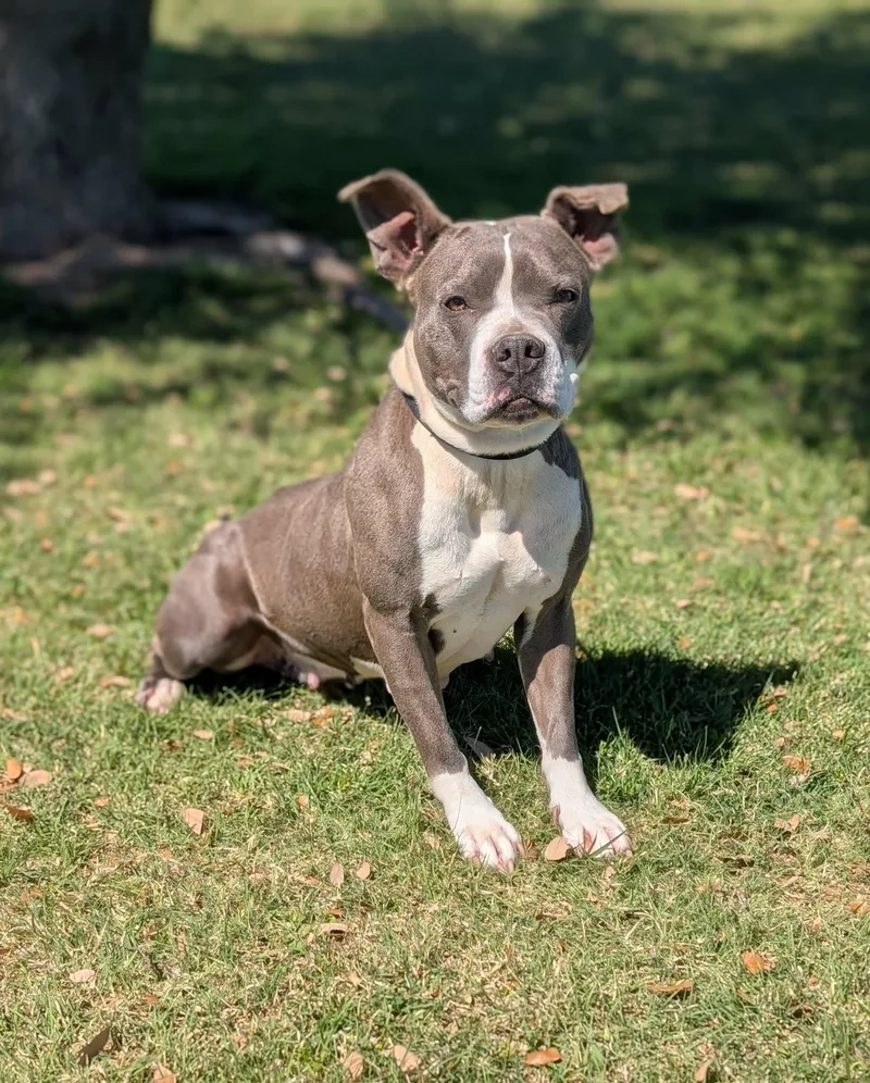 An adult medium-sized female Gray / Blue / Silver Pit Bull Terrier dog named Cupcake for adoption in Cleburne, TX