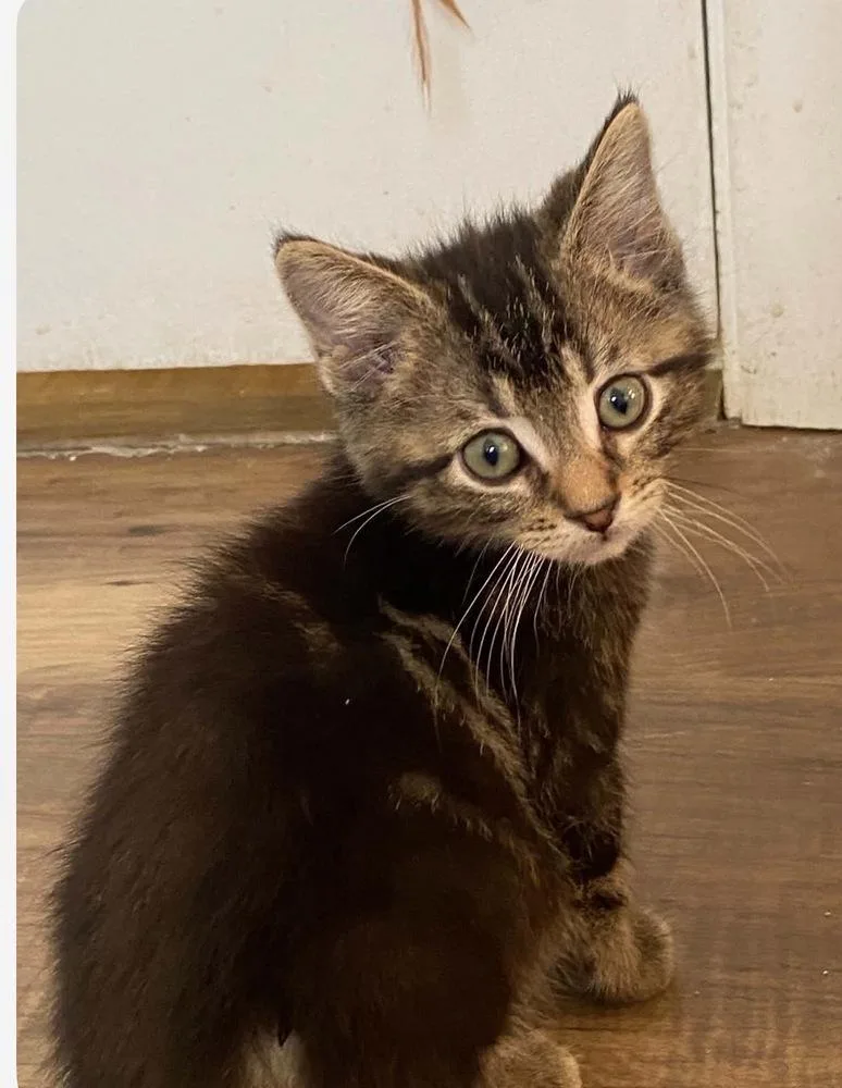 A baby small-sized male Tabby (Brown / Chocolate) Domestic Medium Hair cat named Captain for adoption in Mishawaka, IN