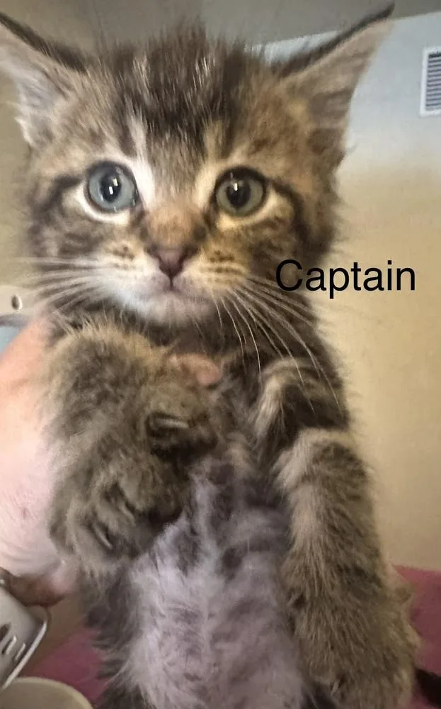 Captain thumbnail 2