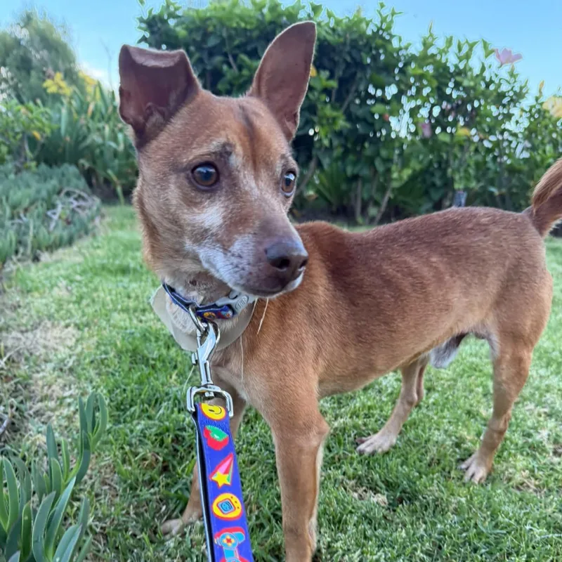 An adult small-sized male Chihuahua dog named Theo for adoption in Manvel, TX