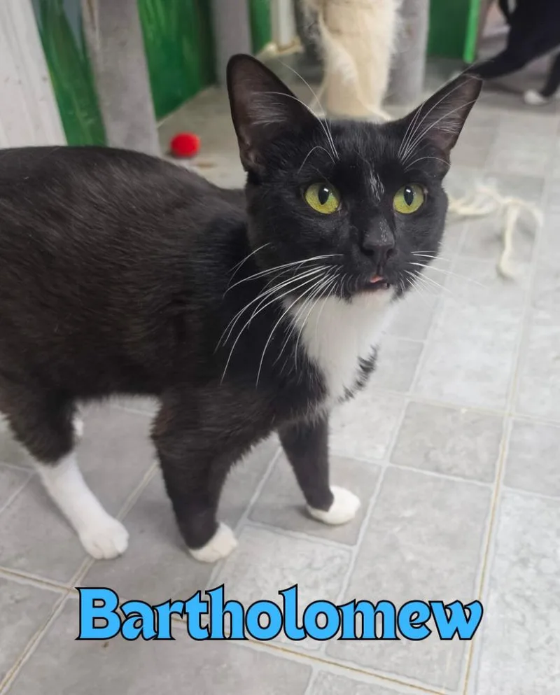 A young medium-sized male Domestic Short Hair cat named Bartholomew for adoption in Rome, GA