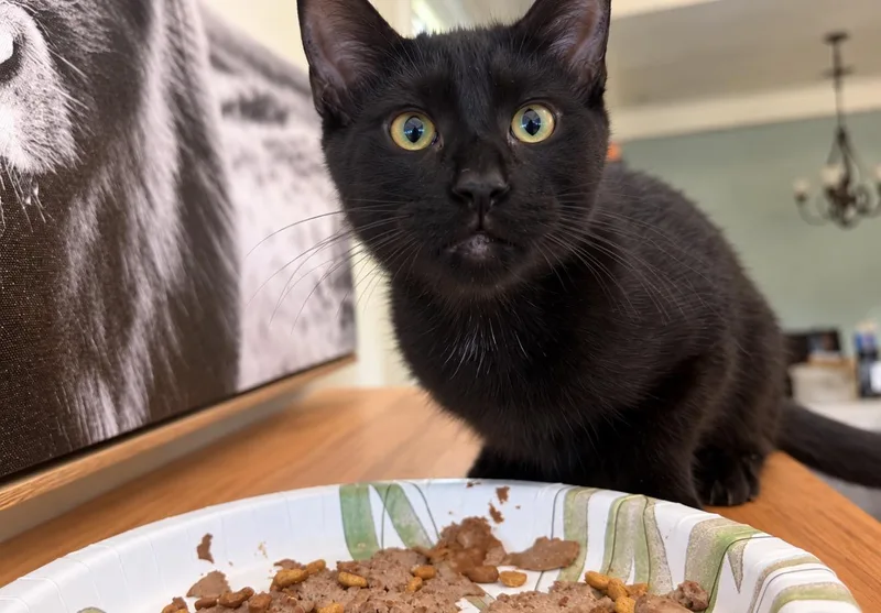 A baby medium-sized male Black Domestic Short Hair cat named Mr. Bobby for adoption in Batesville, AR