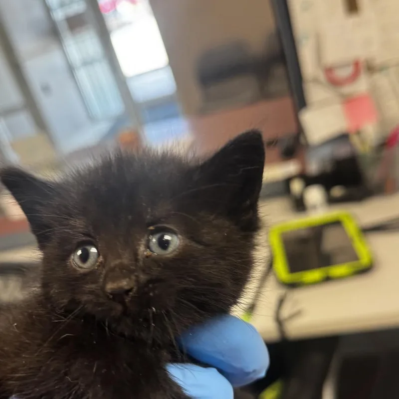 A baby small-sized female Black Domestic Short Hair cat named Oodles for adoption in St Joseph, MO