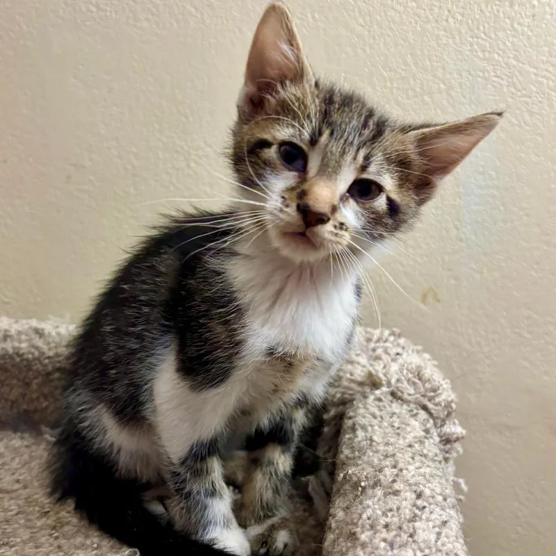 A baby small-sized male Brown / Chocolate Domestic Short Hair cat named Robin for adoption in Troy, IL