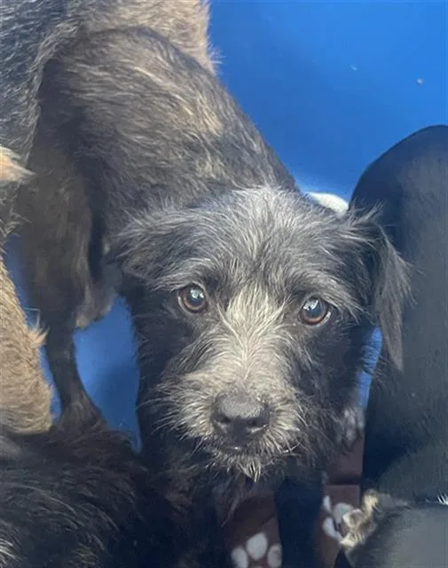 A young small-sized female Mixed Breed dog named Holly for adoption in Dallas, TX