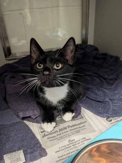 A baby small-sized male Domestic Short Hair cat named Bowie for adoption in Louisburg, NC