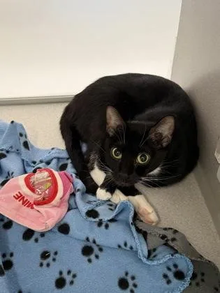 An adult large-sized female Domestic Short Hair cat named Chickie Pop for adoption in Atlanta, GA