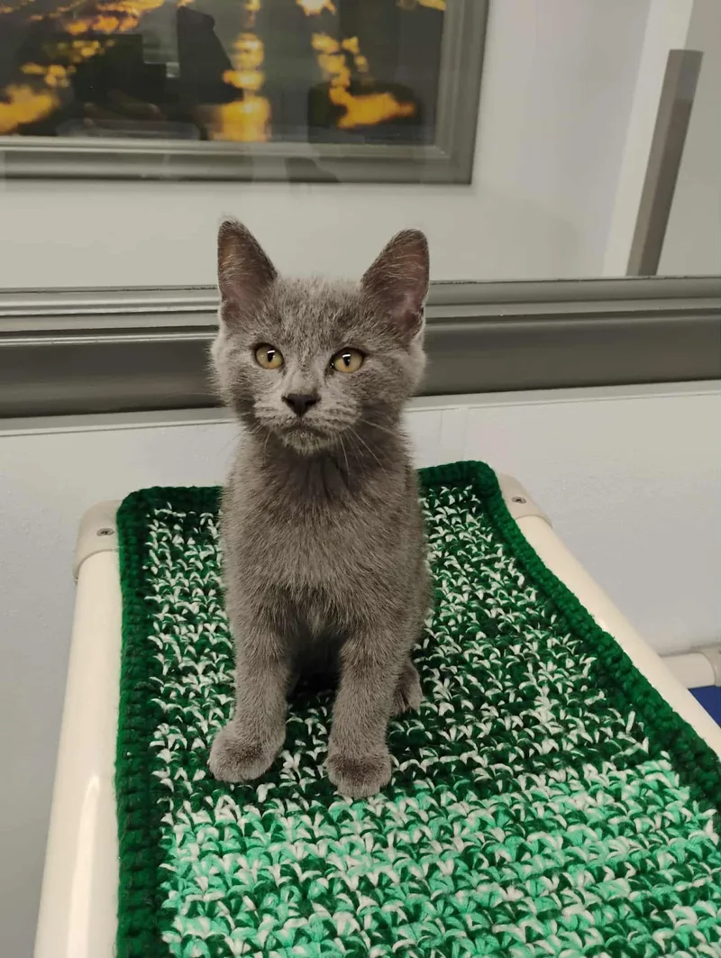 A baby small-sized female Gray / Blue / Silver Domestic Short Hair cat named Madeline Gray for adoption in Kalamazoo, MI