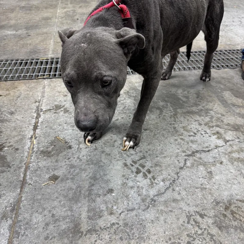 Tinker Bell thumbnail 2