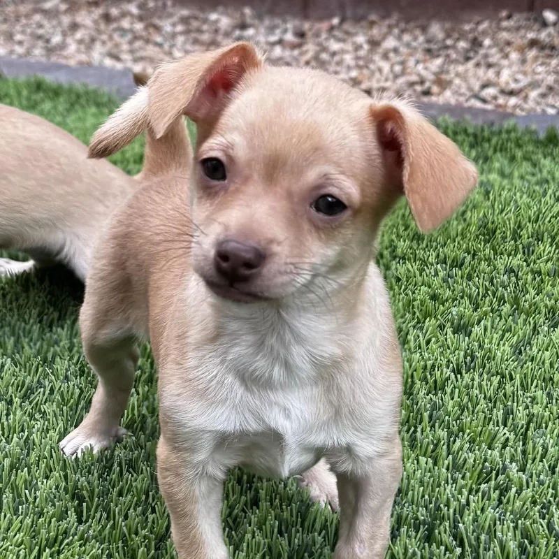 A baby small-sized female Yellow / Tan / Blond / Fawn Chihuahua dog named Millie for adoption in Las Vegas, NV