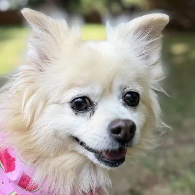 An adult small-sized female Pomeranian dog named Lilly for adoption in Arlington, VA