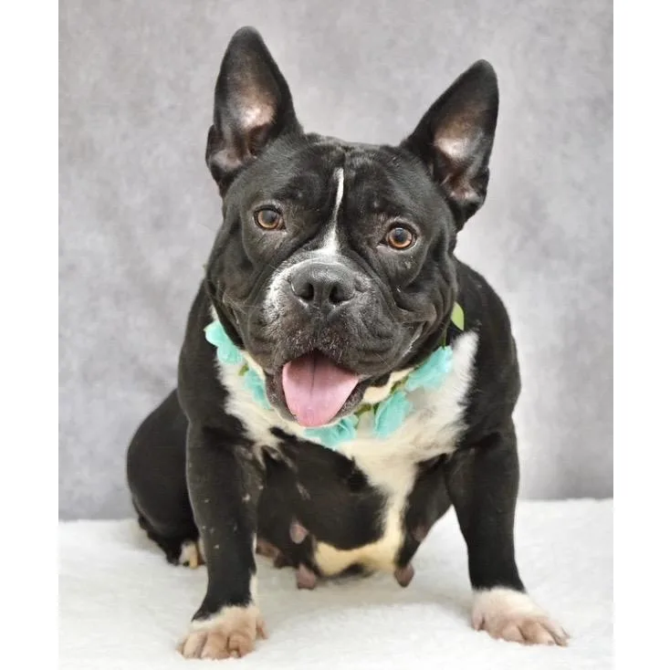 Brooklyn  Ecas thumbnail 4