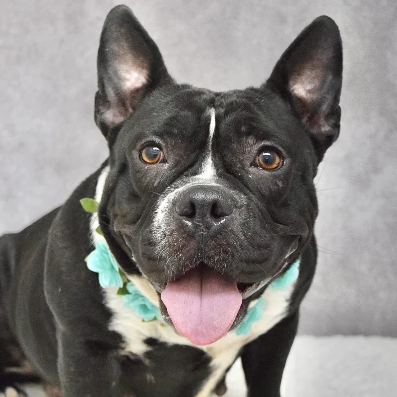 Brooklyn  Ecas thumbnail 5