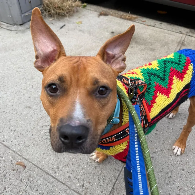 An adult medium-sized male American Staffordshire Terrier dog named Dulce for adoption in Long Island City, NY