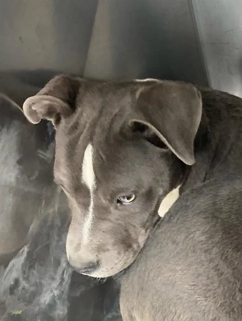 A baby medium-sized female Pit Bull Terrier dog named Chippewa for adoption in Dallas, TX