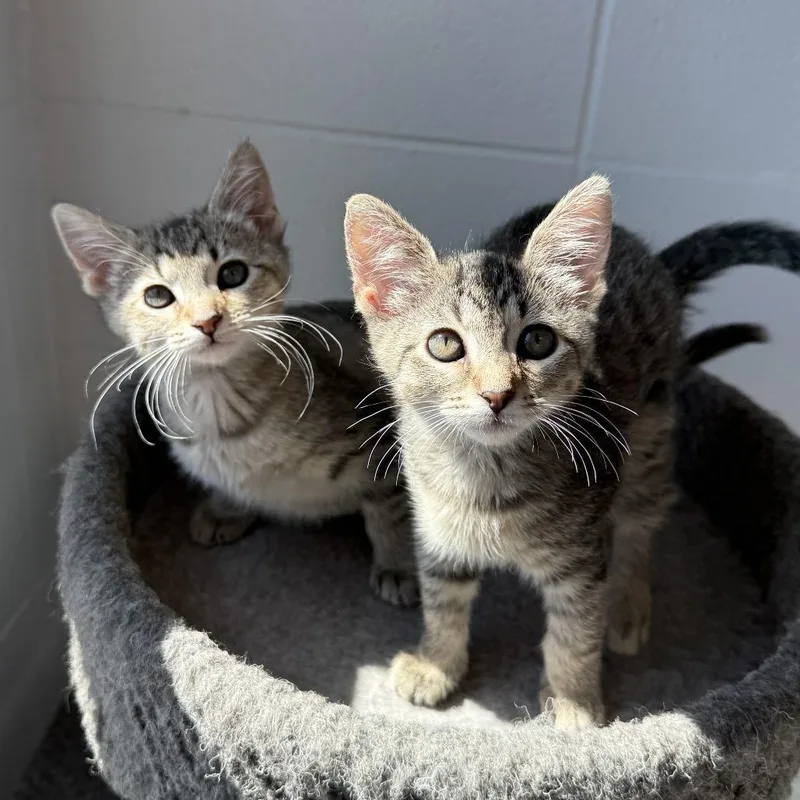 A baby small-sized female Brown / Chocolate Domestic Short Hair cat named Zonk for adoption in South Elgin, IL