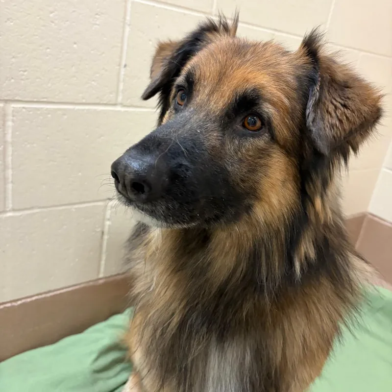 An adult medium-sized male Brown / Chocolate German Shepherd Dog dog named Sam for adoption in Reno, NV