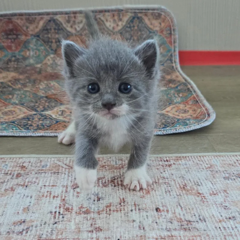 A baby small-sized male Gray / Blue / Silver Domestic Short Hair cat named Jasper for adoption in East Hanover, NJ