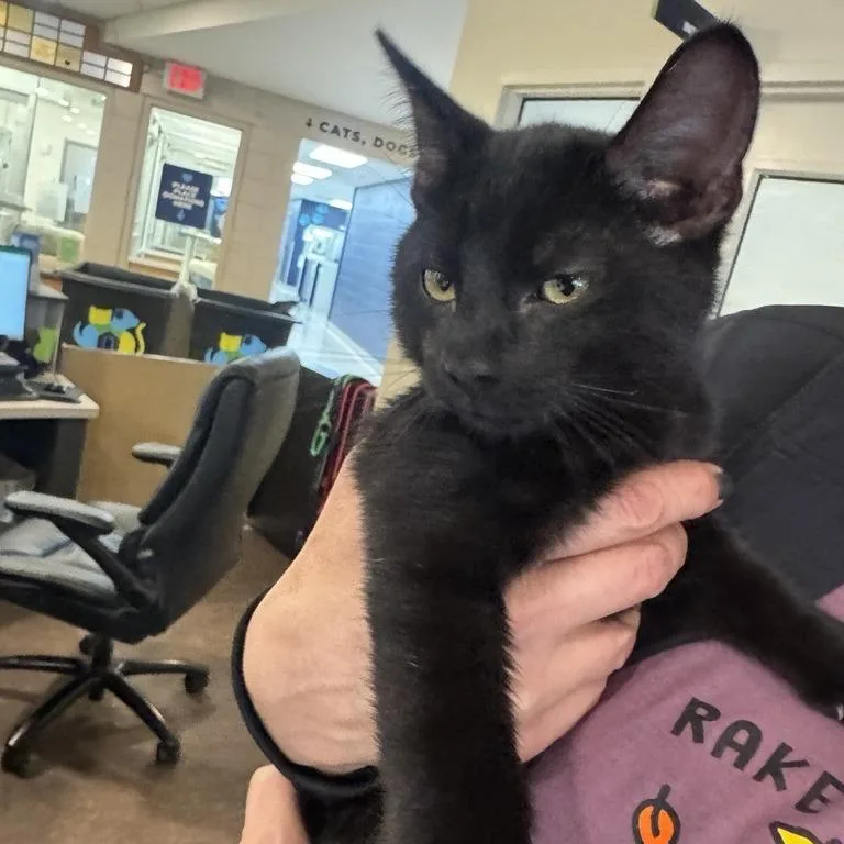 A baby small-sized male Black Domestic Short Hair cat named Beetlejuice for adoption in Saint Louis, MO