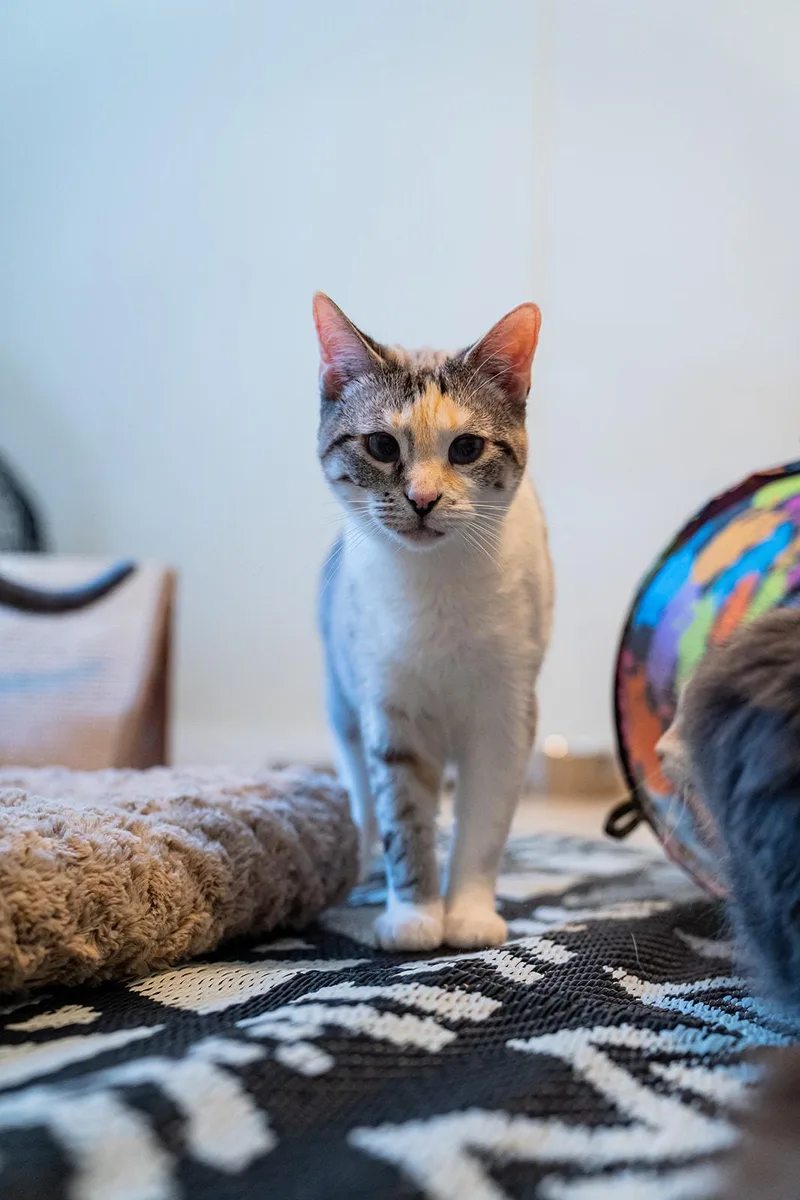 An adult medium-sized female White Domestic Short Hair cat named Juniper for adoption in Dellslow, WV