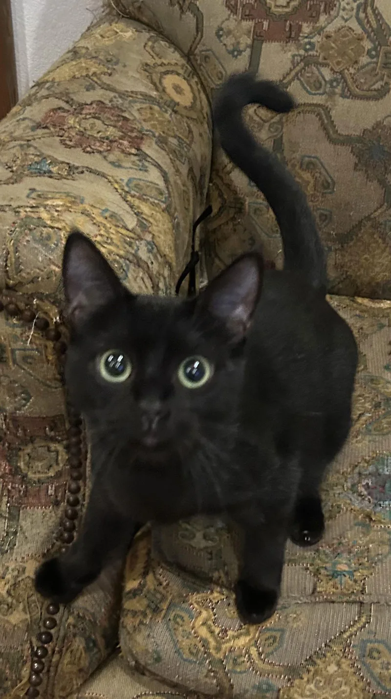 Sabrina Napa Petco thumbnail 2