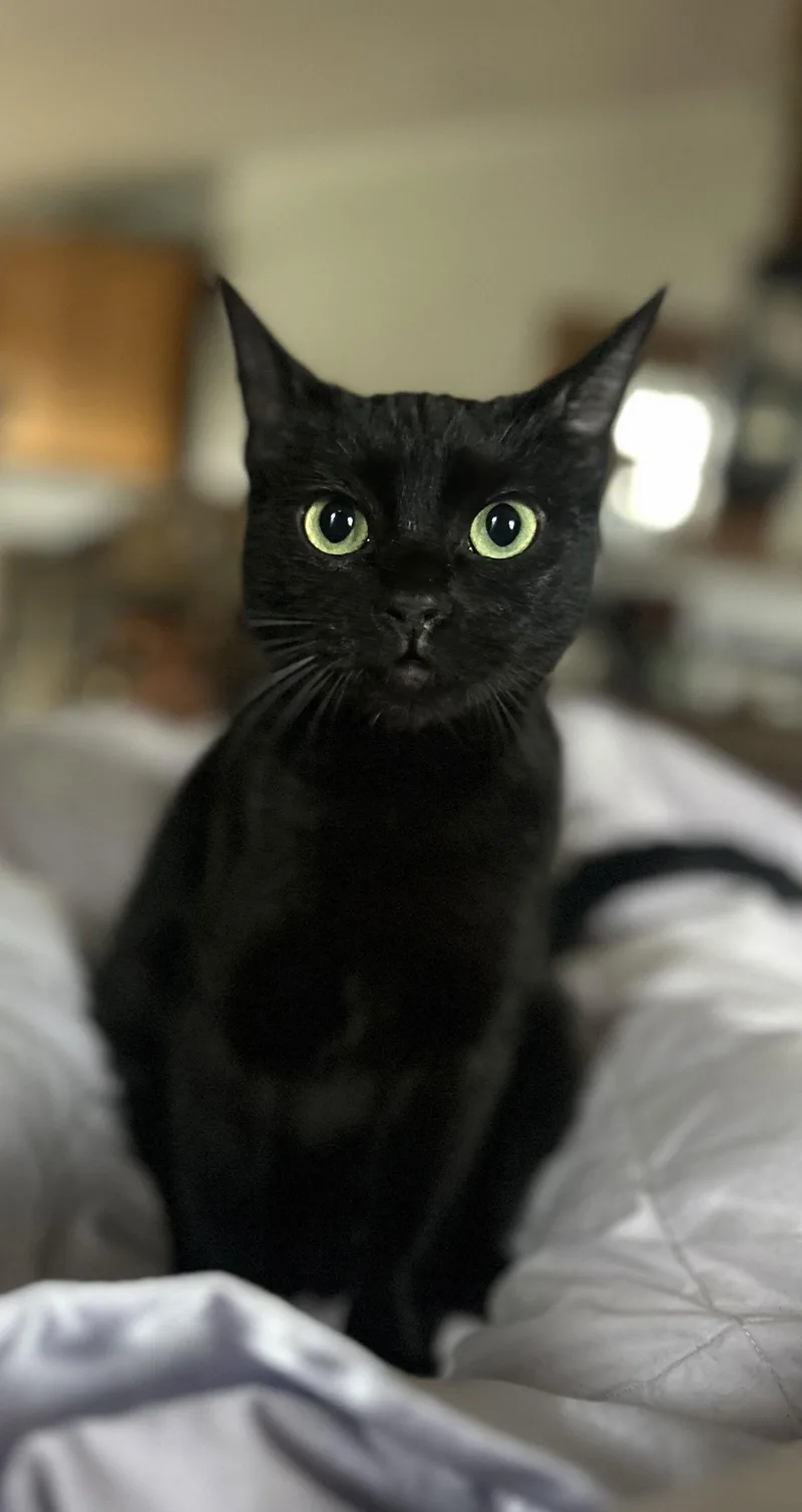 Sabrina Napa Petco thumbnail 3