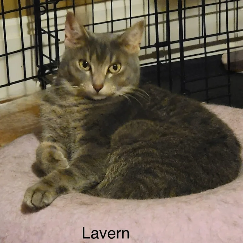 Lavern