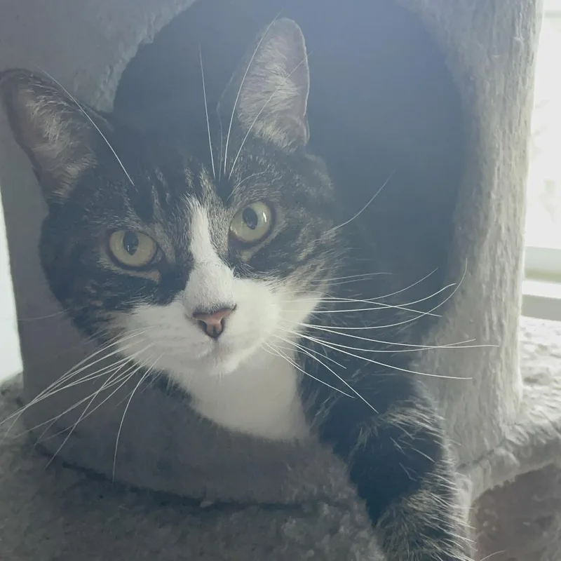 An adult small-sized female Domestic Short Hair cat named Shadow for adoption in Fairfax, VA