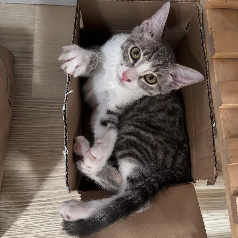 A baby small-sized male Gray / Blue / Silver Domestic Short Hair cat named Tango for adoption in San Diego, CA