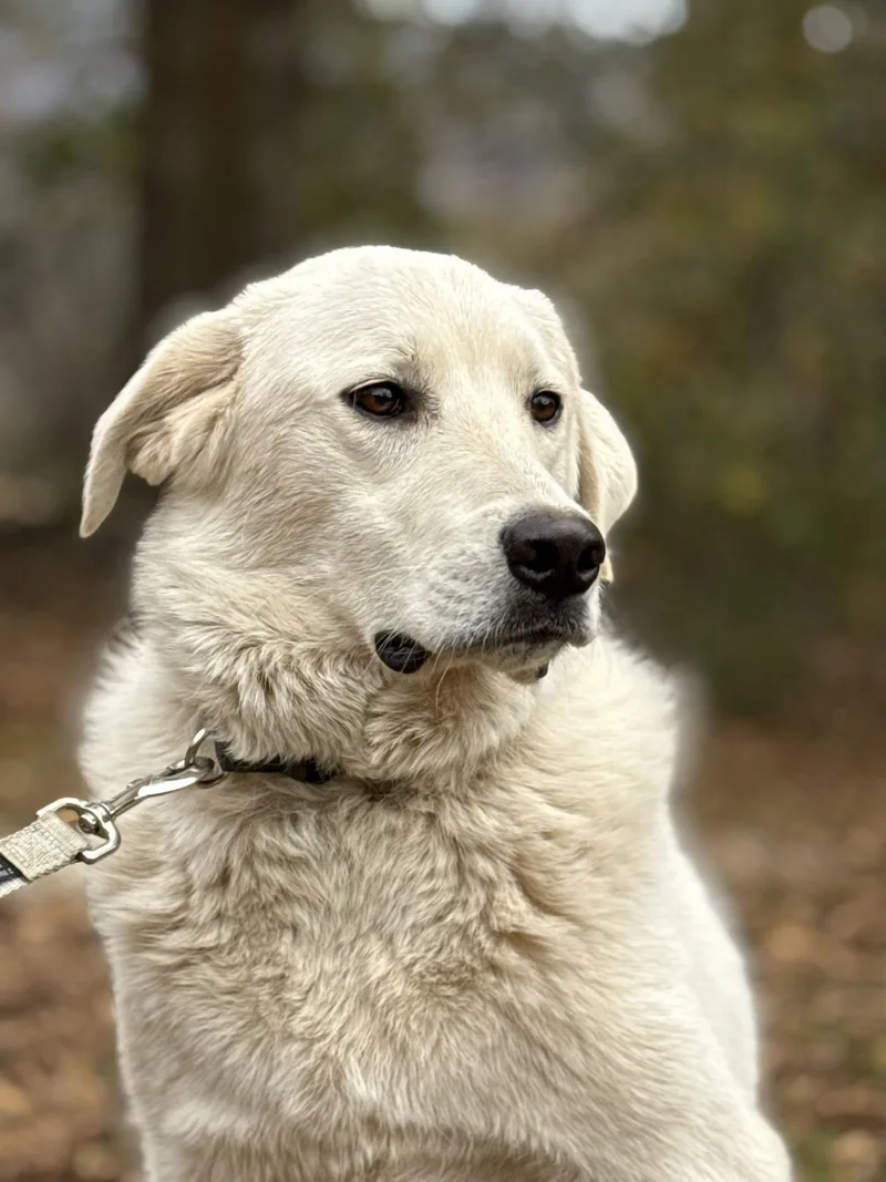 A young large-sized male Great Pyrenees dog named Doug for adoption in Attalla, AL