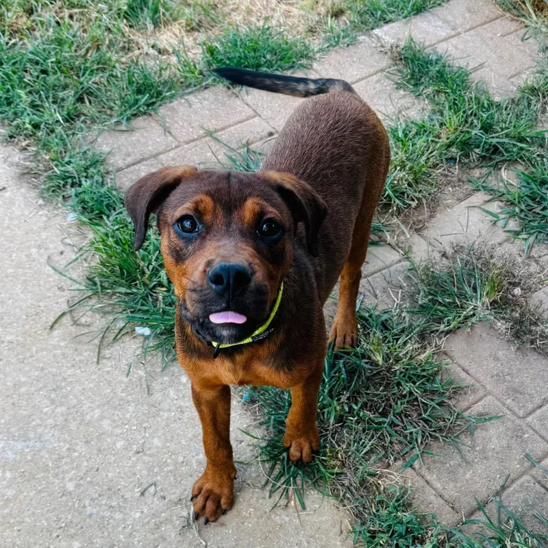 A baby medium-sized female Brown / Chocolate Doberman Pinscher dog named DeeDee for adoption in Brownsboro, AL