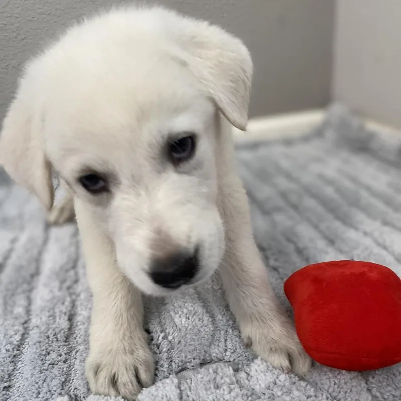 A baby small-sized male White / Cream Great Pyrenees dog named Kilimanjaro for adoption in Austin, TX