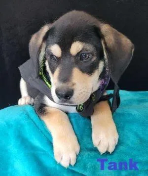 A baby medium-sized male Beagle dog named Tank for adoption in Mount Laurel, NJ