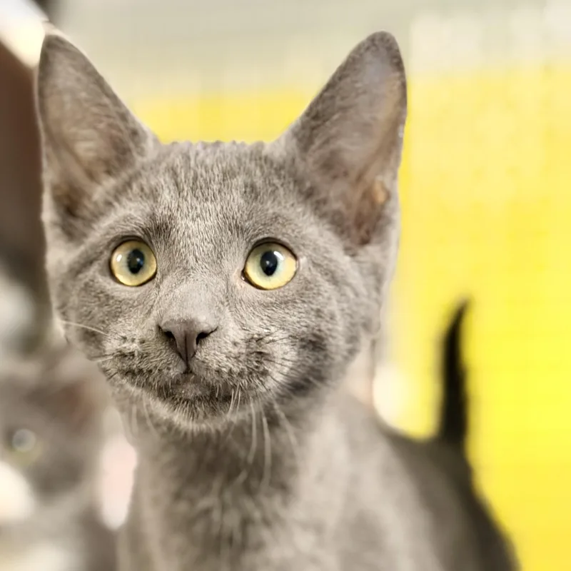A baby medium-sized male Gray / Blue / Silver Domestic Short Hair cat named River for adoption in Jackson, NJ
