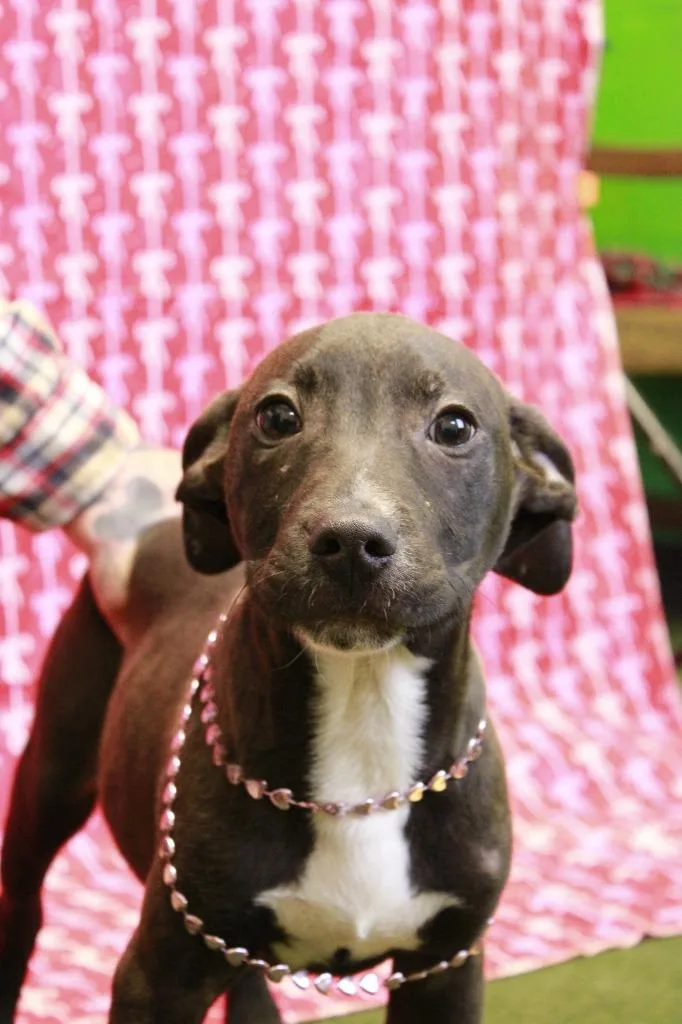 A baby small-sized male Mixed Breed dog named Bryan for adoption in Dyersburg, TN