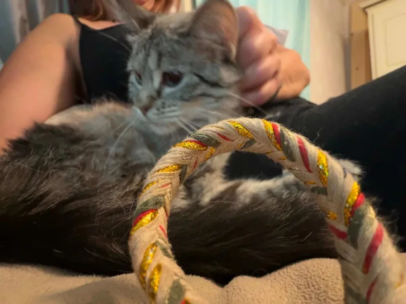 An adult medium-sized female Siamese cat named Dolly Parton for adoption in Miami, OK