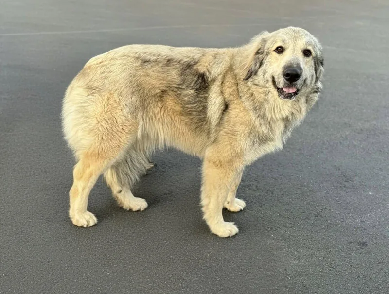 An adult large-sized female Great Pyrenees dog named Bella for adoption in Croydon, NH